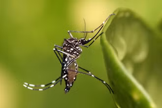 Muỗi Aedes aegypti. 