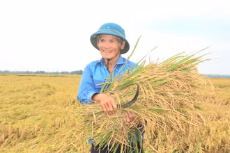Niềm vui được mùa lúa mới. (Ảnh: Thu Hương)