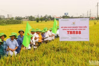 Vụ đông xuân năm nay, ThaiBinh Seed đã đưa ra khảo nghiệm diện rộng 20 giống lúa mới.