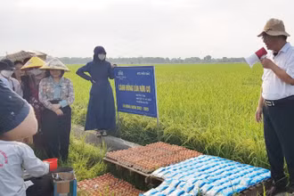 Các đại biểu nghe giới thiệu việc sử dụng trứng gà và sữa tươi để phun cho lúa hữu cơ.