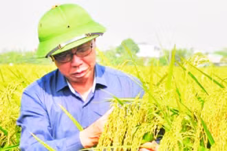 Anh hùng Lao động Trần Mạnh Báo, Chủ tịch Hội đồng quản trị Tập đoàn ThaiBinh Seed bên giống lúa nếp Bể được phục tráng thành công.