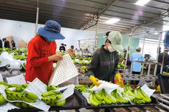 Chuối xuất khẩu, một hướng đi mới nhiều tiềm năng ở Gia Lai.