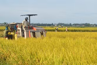 Năm 2023, vùng Đông Nam Bộ, Tây Nguyên và duyên hải Nam Trung Bộ đạt tổng sản lượng thóc ước 6,2 triệu tấn, tăng 130 nghìn tấn so với năm 2022. 