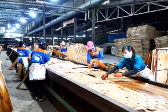 Sản xuất ván ép và gỗ thanh từ gỗ rừng trồng ở Nhà máy sản xuất gỗ MDF Bảo Yên, tỉnh Lào Cai. (Ảnh QUỐC HỒNG)