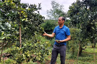 Chuyển đổi từ trồng cao su sang cây ăn trái giúp cho hộ ông Nguyễn Xuân Đại thu nhập trung bình gần 100 triệu đồng/sào/năm. 