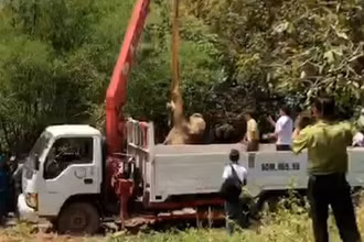 Lực lượng chức năng đưa cá thế voi con bị chết từ dưới giếng lên để phục vụ công tác xác minh, làm rõ nguyên nhân.