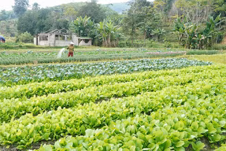 Trồng rau sạch tăng thêm thu nhập cho người dân xóm Hải Lâm (Mường Nọc).