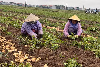 Bà con nông dân thị xã Quế Võ thu hoạch khoai tây vụ đông.