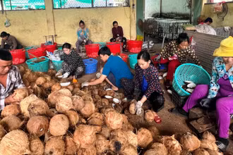 Sơ chế dừa nguyên liệu tại Hợp tác xã nông nghiệp Thới Thạnh (huyện Thạnh Phú, tỉnh Bến Tre).