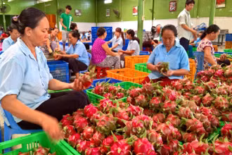 Trái cây Việt Nam có nhiều cơ hội xuất khẩu sang thị trường Bắc Âu. 