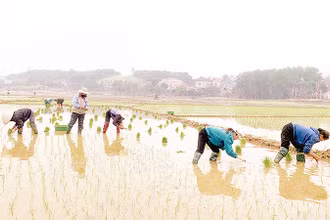 Người dân thôn Sài Lĩnh, xã Quyết Thắng, huyện Sơn Dương cấy lúa vụ xuân. 