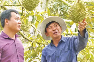 Sầu riêng Bàu Ðồn được vinh danh nhờ nguồn nước và Nhà nước. 