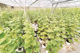 Vườn dưa lưới Peace Farm của chị Lê Ngọc Hiền là một trong những điểm check-in khá quen thuộc với du khách tại thành phố Vĩnh Long, tỉnh Vĩnh Long. 