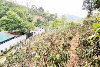 Một khoảng đồi trồng kín cây mộc hương được quây lưới thép cố ý trục lợi chính sách. (Ảnh PHƯƠNG THẢO) 