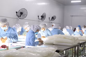 Chế biến sản phẩm thạch nha đam tại Công ty GC Food. 