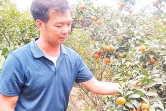 Người dân thôn Ba Nàng, xã Cai Kinh, huyện Hữu Lũng chăm sóc cây cam đường canh, đem lại hiệu quả kinh tế cao trên đất vườn đồi. 