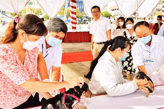 Tỉnh Bến Tre đang tập trung tiêm ngừa bệnh dại cho đàn chó, mèo. 