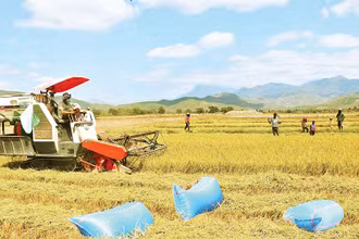 Nhờ nguồn nước cấp từ hệ thống thủy lợi Tân Mỹ, đồng bào Raglai huyện Bác Ái (Ninh Thuận) chuyển sản xuất từ một vụ lên ba vụ. 