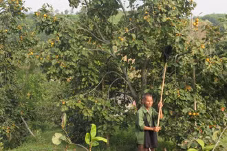 Ngay sau bão số 3, người dân ở thôn Pò Pheo, xã Hoàng Việt, huyện Văn Lãng (Lạng Sơn), tìm cách khôi phục lại những cây hồng bị đổ, ngã...