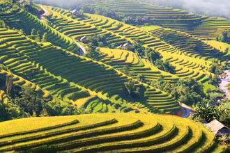 Ruộng bậc thang Hoàng Su Phì vào mùa lúa chín.