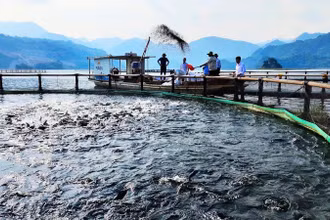 Nghề nuôi cá lồng trên sông Đà đang ngày càng mang lại giá trị kinh tế cao cho người nông dân.