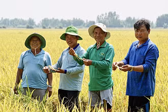  Hợp tác xã Trường Xuân, huyện Tháp Mười, tỉnh Đồng Tháp sản xuất lúa theo quy trình SRP và sẵn sàng tham gia đề án 1 triệu ha lúa chất lượng cao. Ảnh Đặng Tuyết