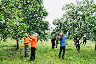 Bà con nông dân tranh thủ thời tiết thuận lợi "se duyên"cho bưởi Phúc Trạch.