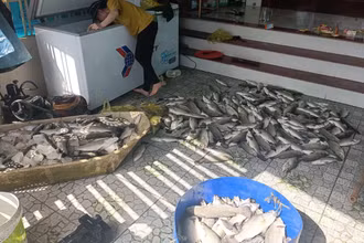 Tính đến trưa 6/10, còn khoảng 30% là số cá có trọng lượng nhỏ từ 0,5 đến 0,7kg bị sốc nước vẫn chưa tiêu thụ được.