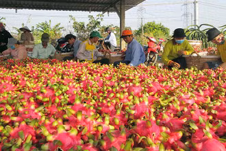 Nông dân xã Hòa Phú, huyện Châu Thành, tỉnh Long An thu hoạch thanh long. (Ảnh: Thanh Phong).