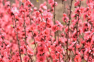 Hoa đào Nhật Tân. (Ảnh minh họa: Trần Hải).