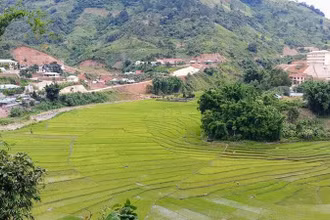 Cánh đồng lúa nước của đồng bào Cơ Tu ở xã A Xan, huyện miền núi Tây Giang, Quảng Nam. (Ảnh: Quốc Việt)
