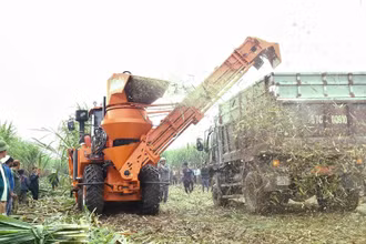 Thu hoạch mía bằng cơ giới ở Nhà máy đường Sông Con.