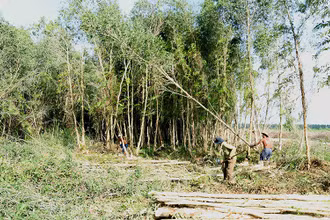 Khai thác gỗ rừng trồng tại Công ty TNHH một thành viên U Minh Hạ. Ảnh: VĂN SINH
