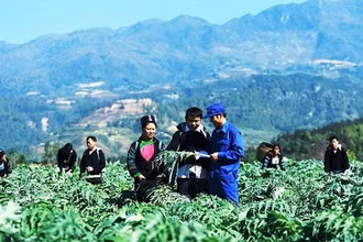 Trồng cây dược liệu trên đất dốc ở tỉnh Lào Cai.