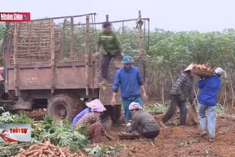 Nông dân Thanh Hóa được mùa sắn giá cao