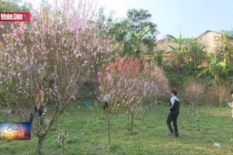 Phát triển kinh tế nhờ cây đào xứ Lạng