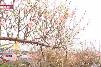 Đào Nhật Tân và thú chơi đào của người Hà Nội