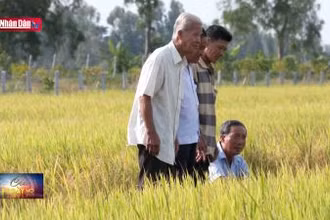 Giải pháp “bội thu cây lúa” gia tăng hiệu quả kinh tế