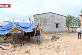 Bùng phát dịch lở mồm long móng