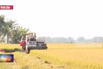 Triển vọng phát triển sản xuất cho ngành phân bón Việt Nam