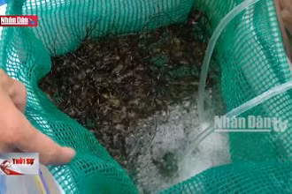 Phú Yên: Giá tôm hùm giống tăng cao, ngư dân thận trọng thả nuôi