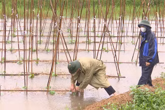 Mưa lớn làm nhiều diện tích hoa màu của tỉnh Hà Nam bị ngập úng.