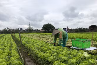 Nông dân tỉnh Hưng Yên thu hoạch rau trước khi rét đậm, rét hại kéo dài.