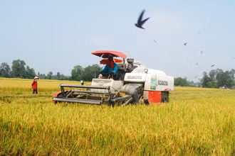 Người dân xã Hậu Mỹ Trinh, huyện Cái Bè (Tiền Giang) thu hoạch lúa hè thu 2023. (Ảnh: Nguyễn Sự)