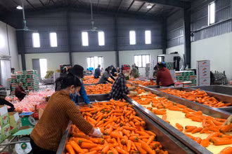 Sơ chế sản phẩm cà rốt tại tỉnh Hải Dương.