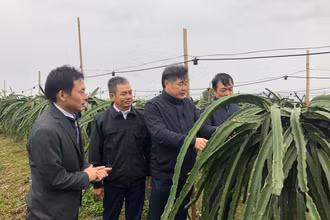 Giám đốc Trung tâm Khuyến nông Quốc gia Lê Quốc Thanh kiểm tra chống rét cho cây trồng tại tỉnh Hải Dương.