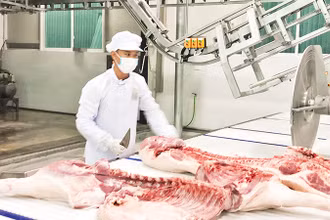 Dây chuyền giết mổ gia súc, gia cầm hiện đại tại huyện Thanh Trì.