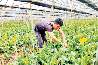 Anh Bùi Văn Khá chăm sóc cây hoa trong trang trại.