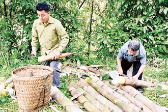 Anh Sổng A Cảnh, bản Khuôn Bổ, xã Hồng Ca, huyện Trấn Yên thu hoạch măng tươi.