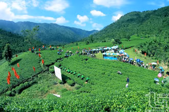 Trên một nương chè đẹp.